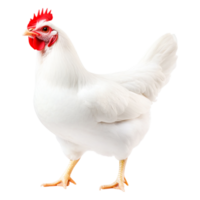 White Chicken with Red Comb and Wattles Standing on Its Legs png