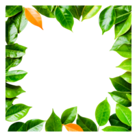 Fresh Green Leaves Frame with a Touch of Autumn Color png