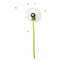 Delicate Dandelion Puff with Seeds Floating in the Breeze png