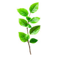 Green Leafy Branch with Glossy Leaves Isolated on png