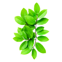 Fresh Green Leafy Branch Isolated on for Nature png