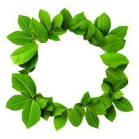 Green Leaf Frame Circular Design For Nature-Themed Backgrounds png