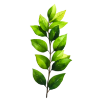 Fresh Green Leafy Branch Isolated on for Design png