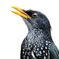Yellow Beak Bird White Background on transparent background. png