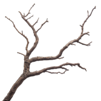 Dry Tree Branch White Background on transparent background. png