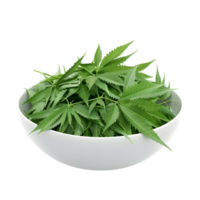 Green leaves in a white bowl isolated on transparent background png