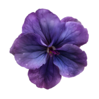 Macro Purple Flower with Water Droplets isolated on transparent background png