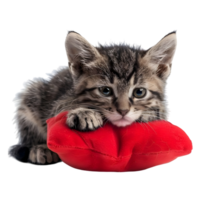 Tiny gray kitten resting on a soft red heart cushion isolated on transparent background png