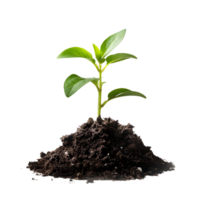Healthy green seedling emerging from soil, symbolizing growth and nature isolated on transparent background png