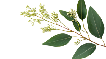 Fresh eucalyptus branch with green leaves and budding flowers arranged on a white background for natural decor png