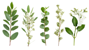 Collection of various green leaves and flowering branches arranged in a line against a white background png