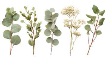 Different types of greenery arranged on a white background showcasing various foliage textures and colors png