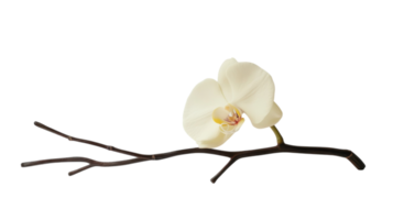 Delicate white orchid flower resting on a slender dark branch against a clean background png