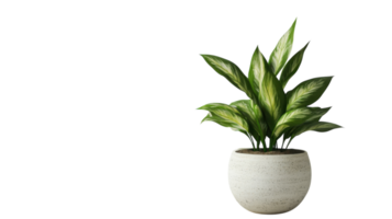 Beautiful green plant in a decorative pot placed against a light background suitable for home decor enhancement png