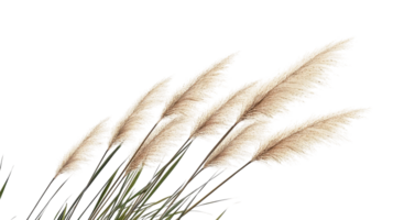 Tall grass swaying gently in the wind against a white background png
