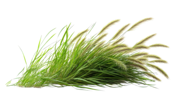 Long green grass with feathery flower heads swaying gently in a light breeze during a sunny afternoon png