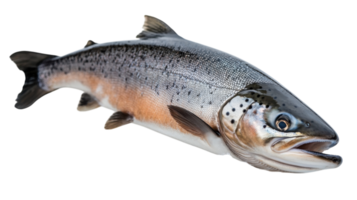 Fresh salmon fish displayed on a clean surface ready for preparation in a kitchen setting during daylight hours png