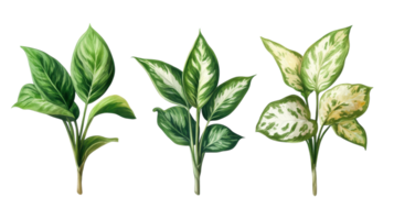 Various types of decorative leaves showcasing different green hues and patterns in a botanical style on a white background png
