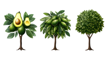 Avocado trees showcasing ripe fruits and foliage in a natural setting during daytime png