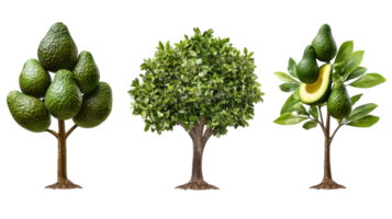 Visual representation of different avocado trees showcasing ripe fruit in varying stages of growth png