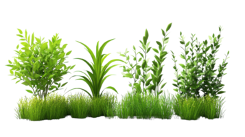 Various types of green plants and grass arranged neatly for decoration or landscaping purposes png