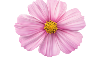 Delicate pink flower with yellow center blooms beautifully in a bright setting png