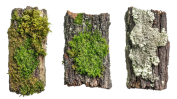 Various types of moss and lichen growing on tree bark in different textures and colors png