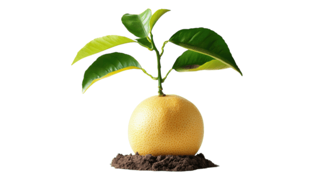 piantina cresce a partire dal un' unico sferico frutta in mostra botanico crescita e potenziale nel un' luminosa ambientazione png