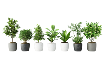 Discover a vibrant assortment of potted plants arranged in neat rows against a clean white background png