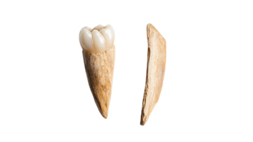 Unique ancient fossilized tooth preserved from prehistoric creature found in remote excavation site png