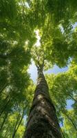 Lush Green Tree Canopy with Sunlight Filtration from Below Viewpoint photo