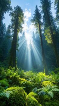 místico bosque escena con luz de sol filtración mediante alto arboles foto