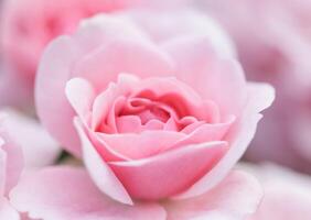 Soft focus, abstract floral background, pink rose flower. Macro flowers backdrop for holiday brand design photo