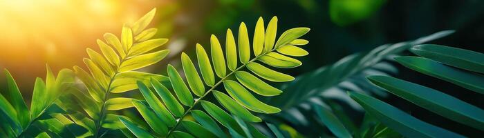 Lush Green Ferns Under Soft Natural Light in a Peaceful Setting photo