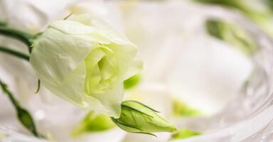Soft focus, abstract floral background, white Eustoma flower with buds. Macro flowers backdrop for holiday brand design photo