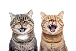 Two charming cats showcase contrasting expressions of calmness and surprise on a bright, soft background photo