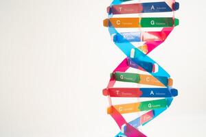 DNA or Deoxyribonucleic acid is a double helix chains structure formed by base pairs attached photo