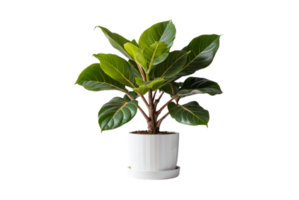 Ficus Lyrata or Fiddle leaf fig grown in large pots png