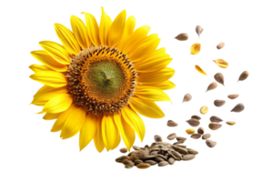 Flying sunflower with seeds on distant cloudy horizon png