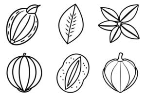 Cocoa beans and leaves outline icons set vector