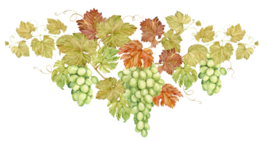Watercolor composition in retro style. Large grape branch, hand drawn illustration. Grapevine with intertwined shoots, hanging down bunches of green grapes and leaves, for winery or tasting design. png