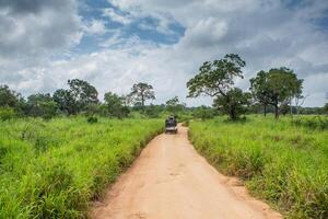 A safari jeep driving through the dense jungle of Yala National Park in Sri Lanka. A variety of animals such as elephants, leopards, and birds can be seen in the wild, photo