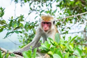 red face monkey on the tree in sri lanka, asia photo
