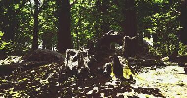 Explore the serene greenery of a lush forest during daytime sunlight video