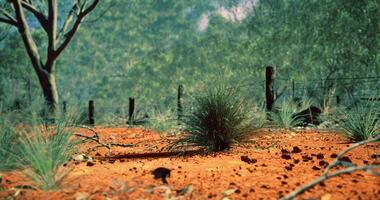 Vibrant red soil and native vegetation in a dry landscape at midday video