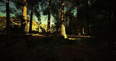 Peaceful forest landscape under the warm glow of afternoon sunlight video