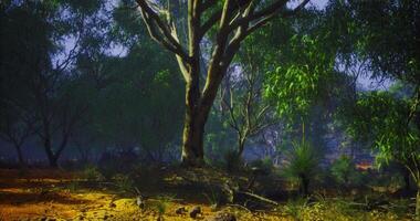 Lush green forest with sunlight filtering through the trees at dawn video
