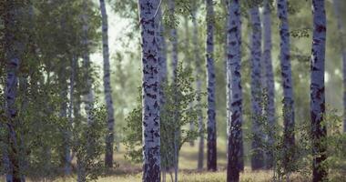 Lush forest featuring tall birch trees in serene natural landscape video