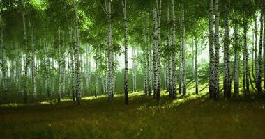Lush forest with tall birch trees and soft sunlight filtering through leaves video