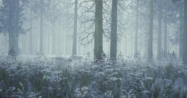 Serene winter forest filled with mist and snow covered trees video